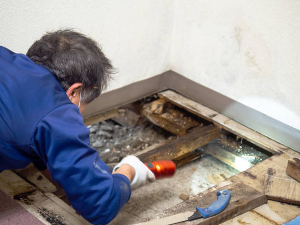 Best Affordable Mold Removal  in Rock Creek, AL