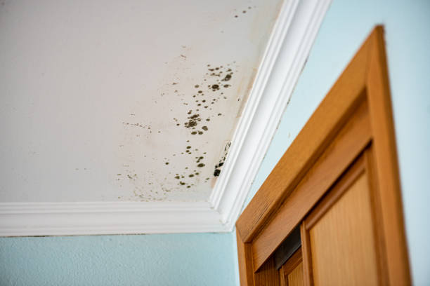 Best Local Mold Removal Service  in Rock Creek, AL