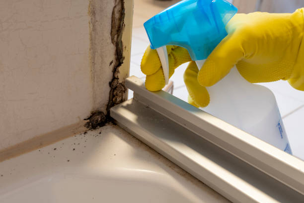Mold Testing and Removal in Rock Creek, AL