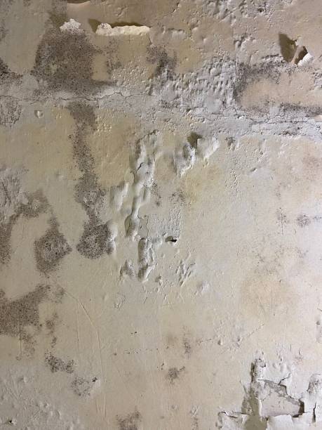 Best Office Mold Removal Services  in Rock Creek, AL