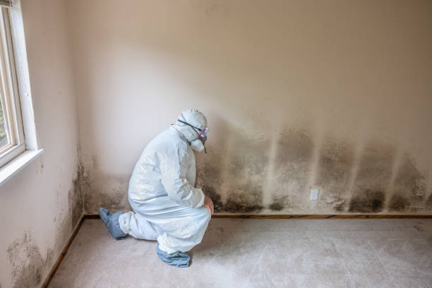 Certified Mold Removal in Rock Creek, AL
