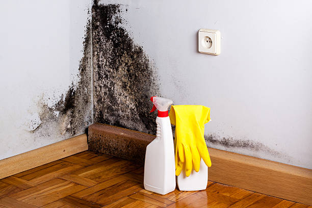Best Attic Mold Removal  in Rock Creek, AL