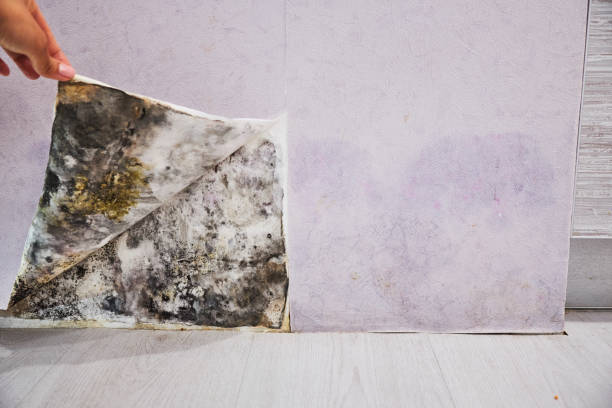 Best Local Mold Removal Service  in Rock Creek, AL